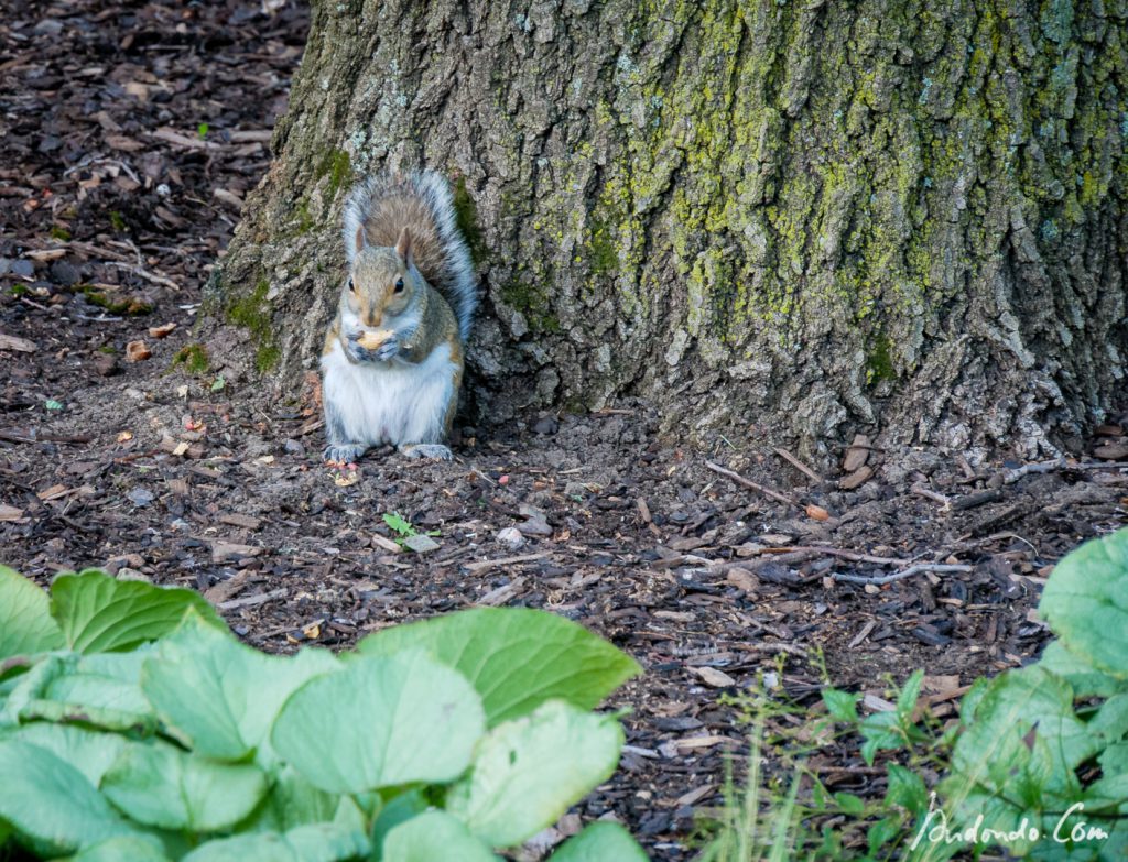 Squirrel