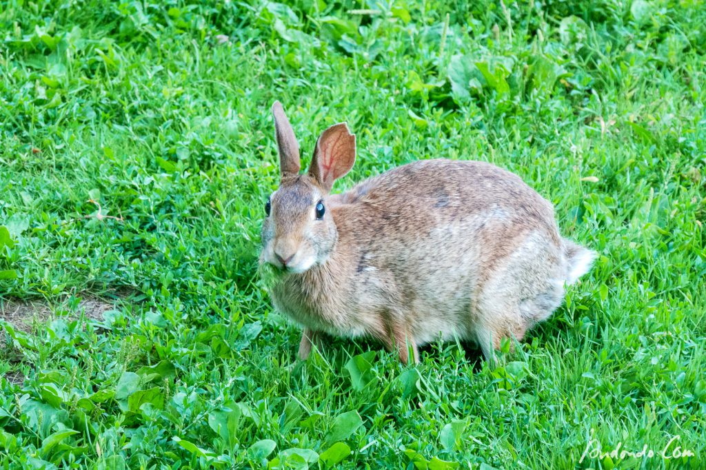 Kaninchen