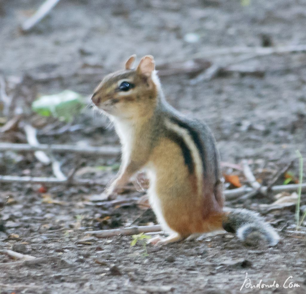 Streifenhörnchen