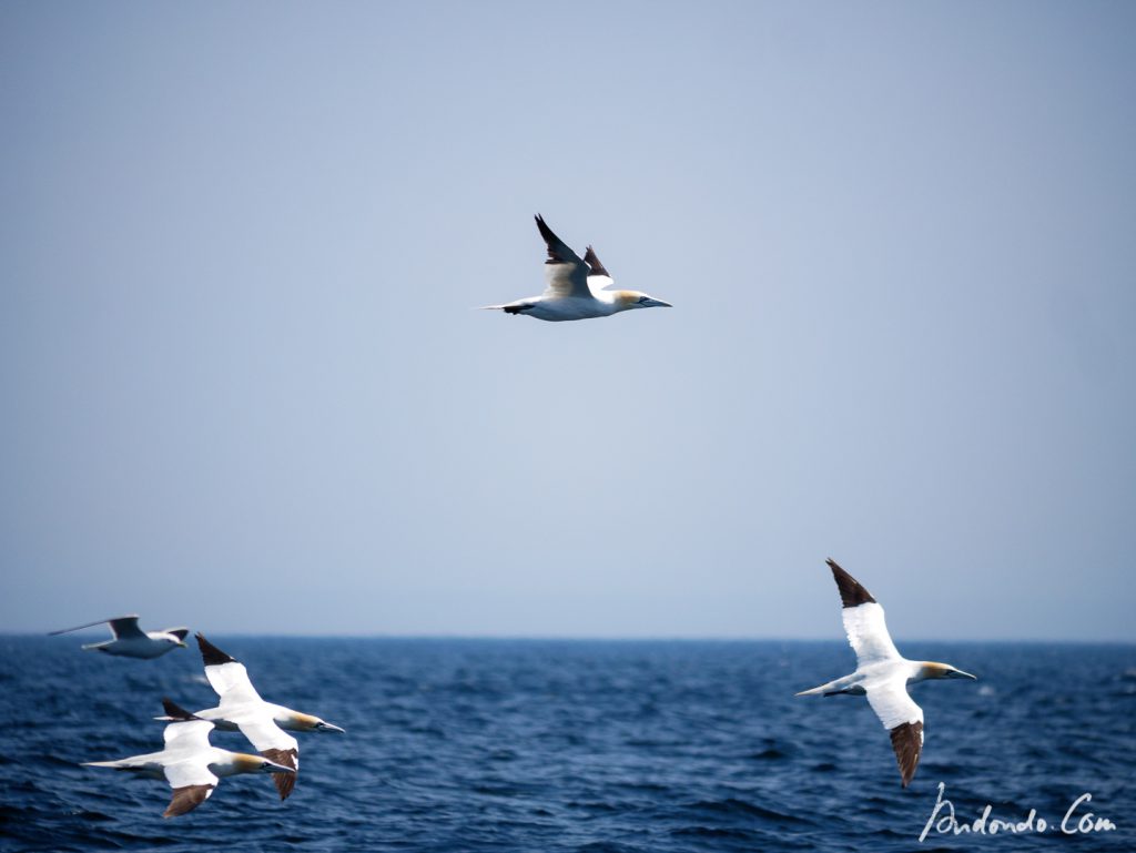 Vogelschwärme auf dem Meer