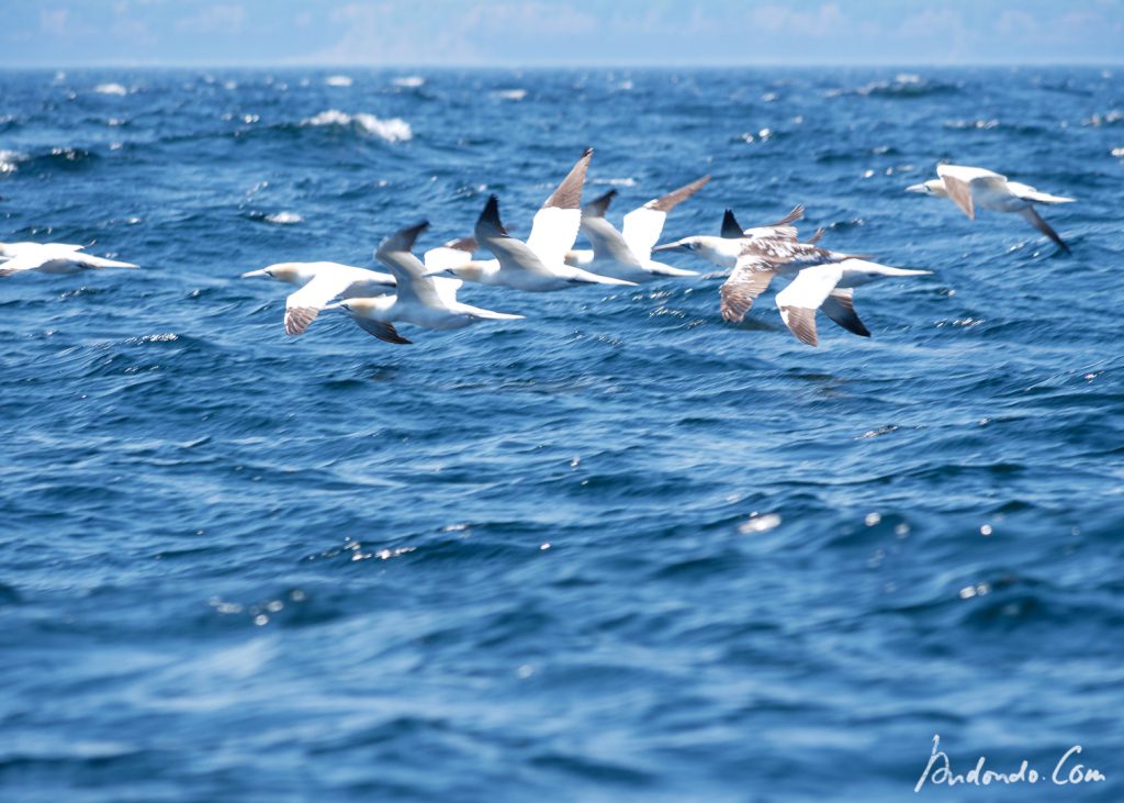 Vogelschwärme auf dem Meer