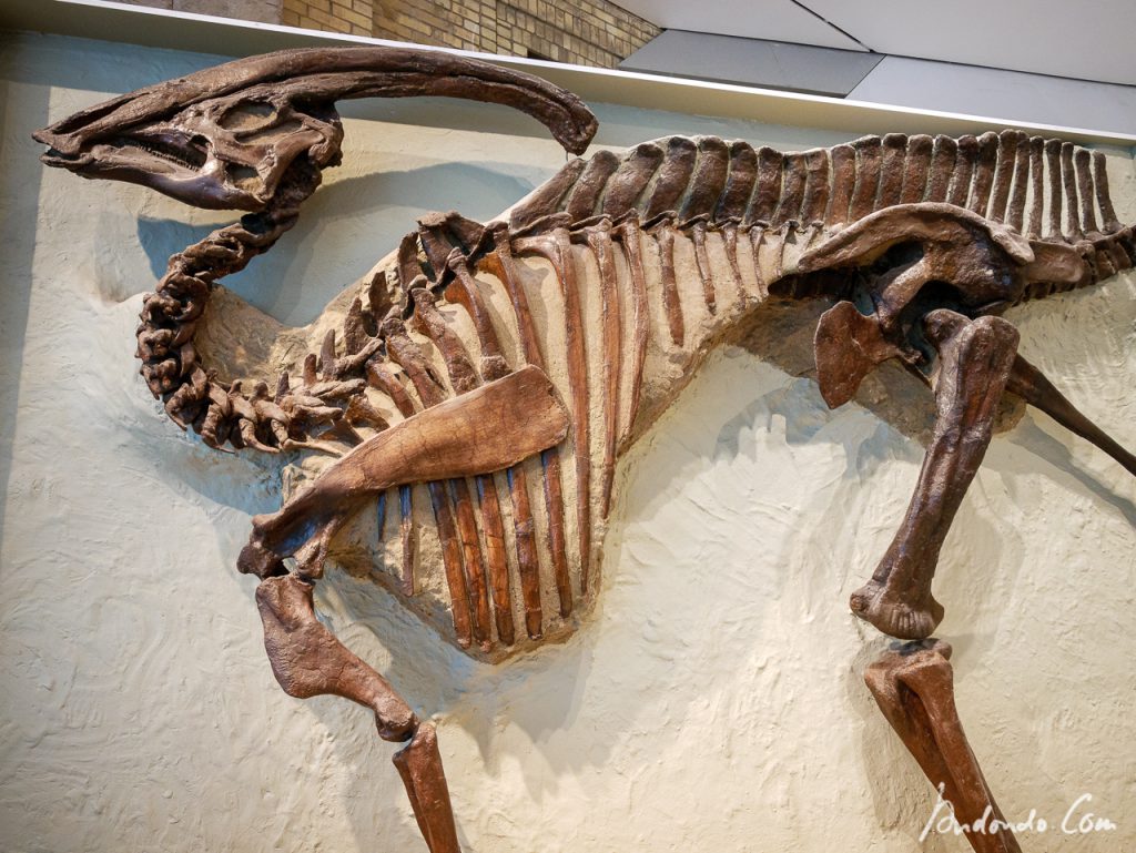 Parasaurolophus