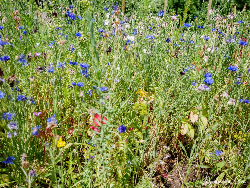 Blumenwiese