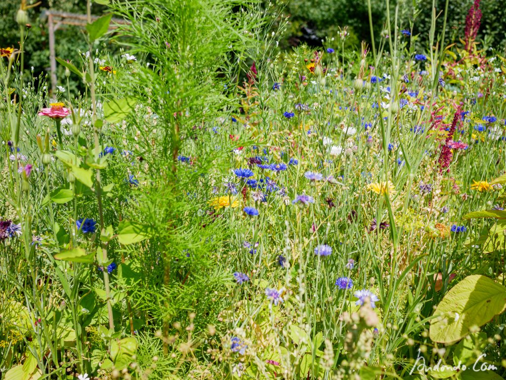 Blumenwiese