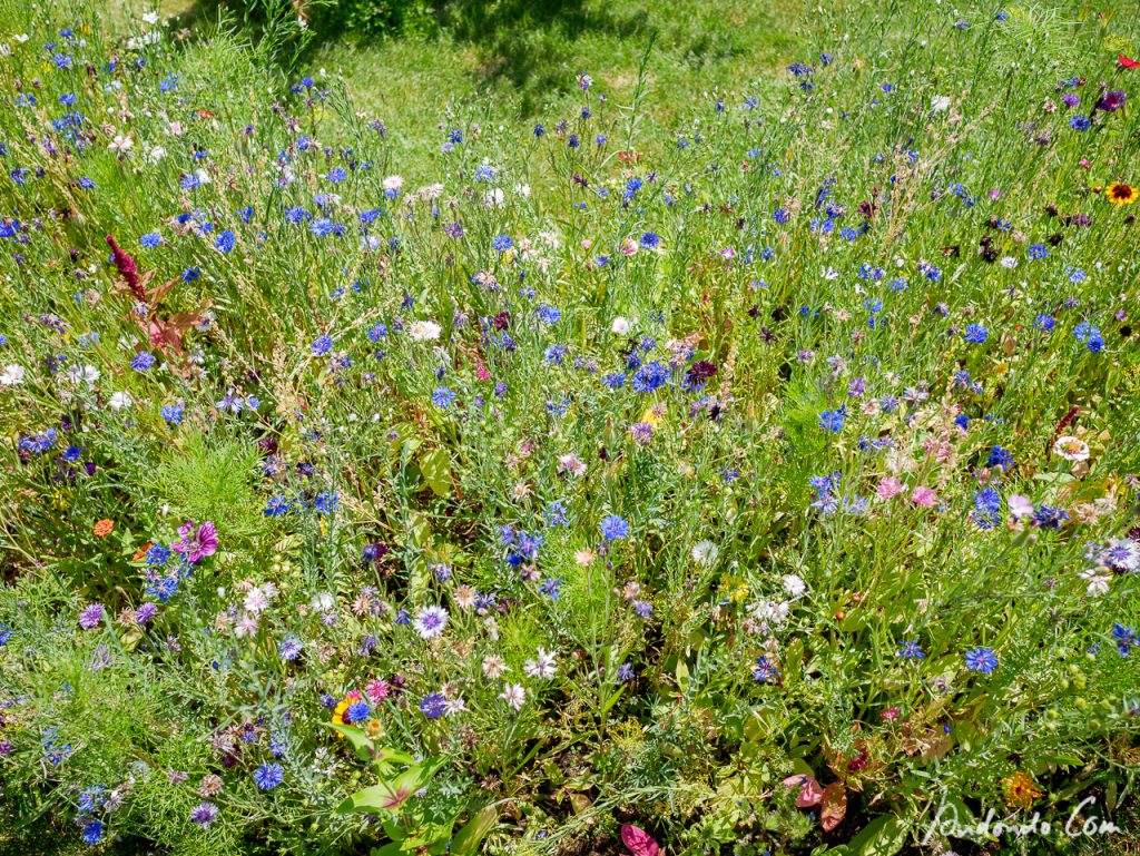 Blumenwiese