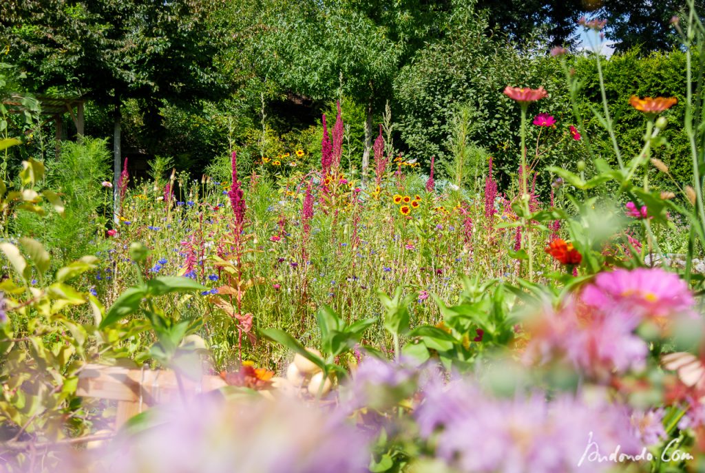 Blumenwiese