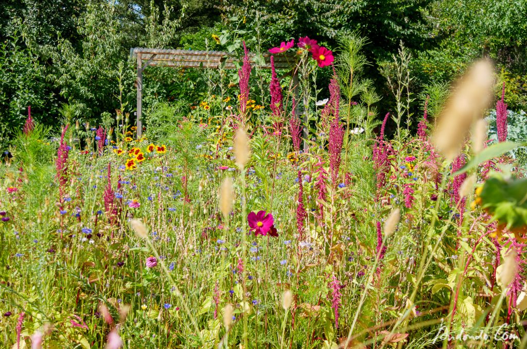 Blumenwiese