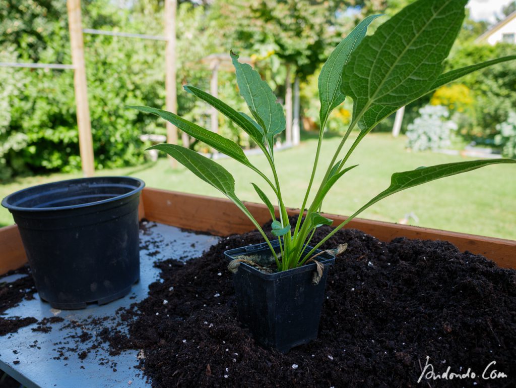 Sonennhüte umtopfen