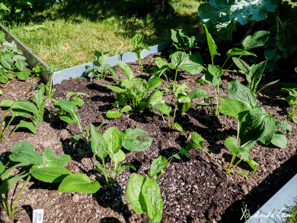 Überzählige Sonnenhüte in Beet auspflanzen