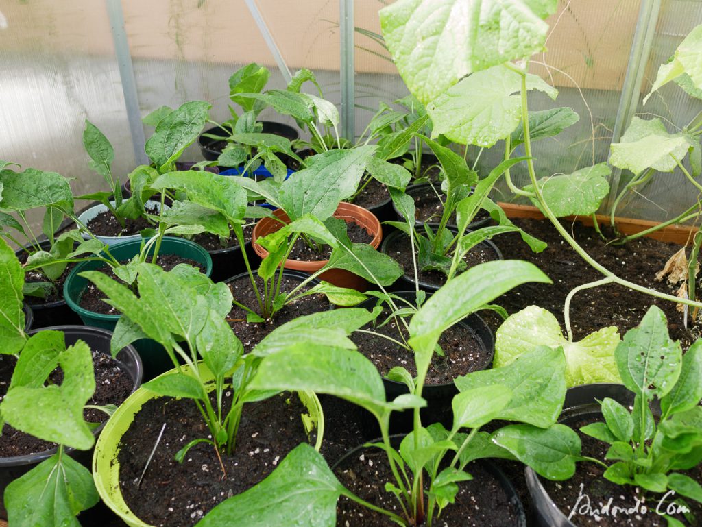 Töpfe mit Sonnenhüten im Gewächshaus