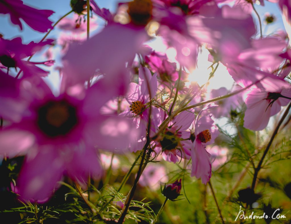 Cosmea