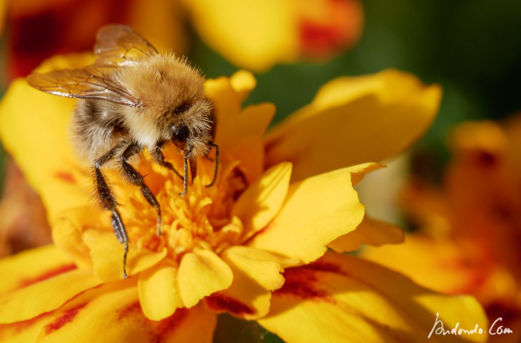 Tagetes mit Besucher