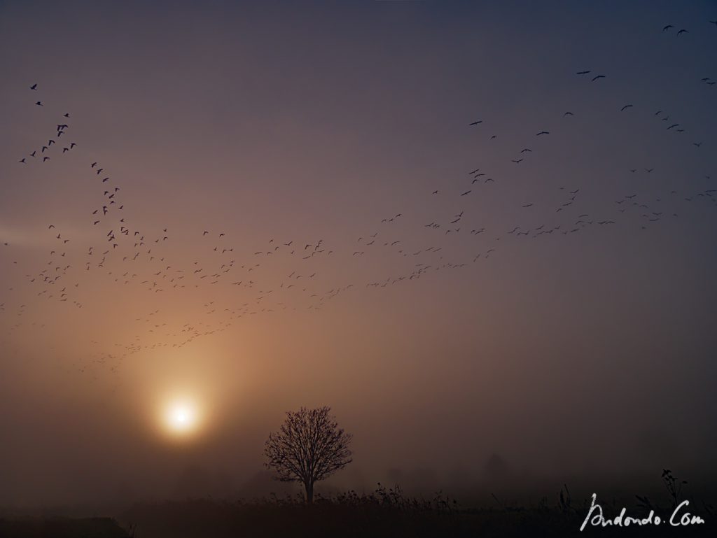 Sonnenaufgang im Morgennebel