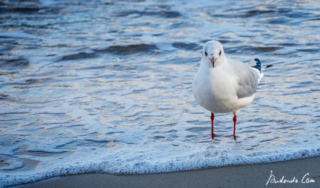 Möve am Strand