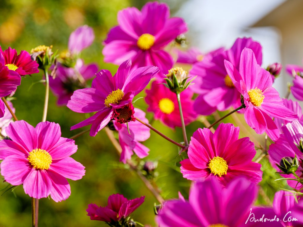 Cosmea vor dem Frost