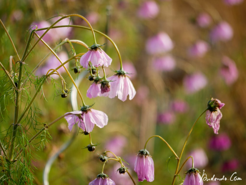 Cosmea nach dem Frost