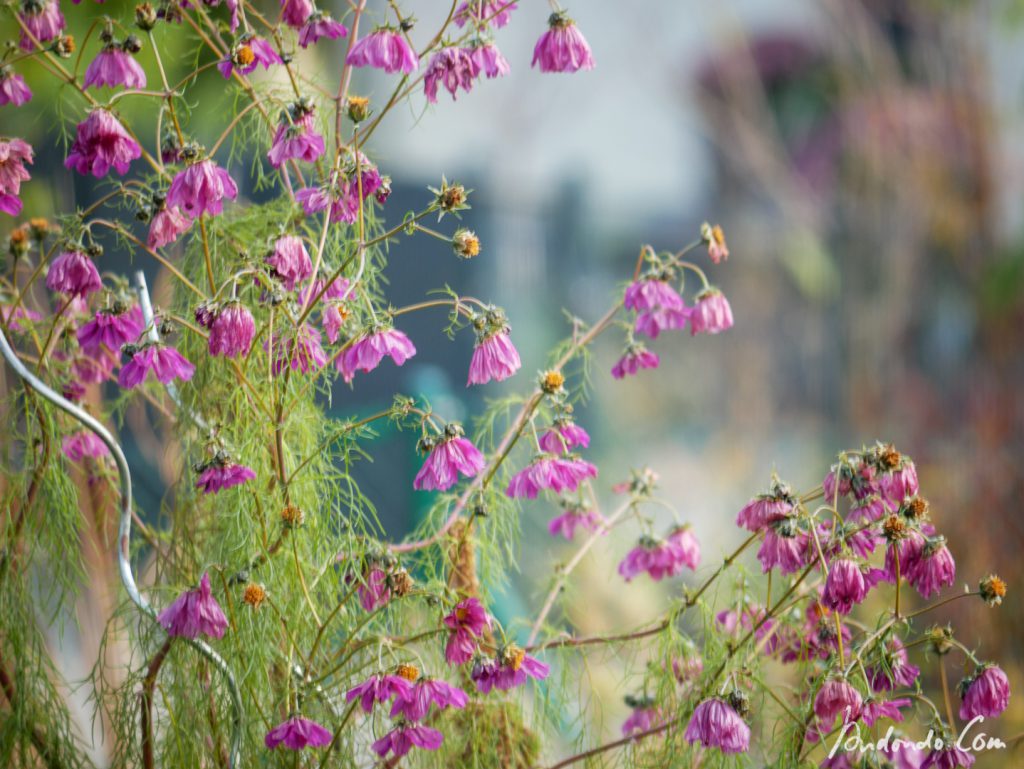 Cosmea nach dem Frost