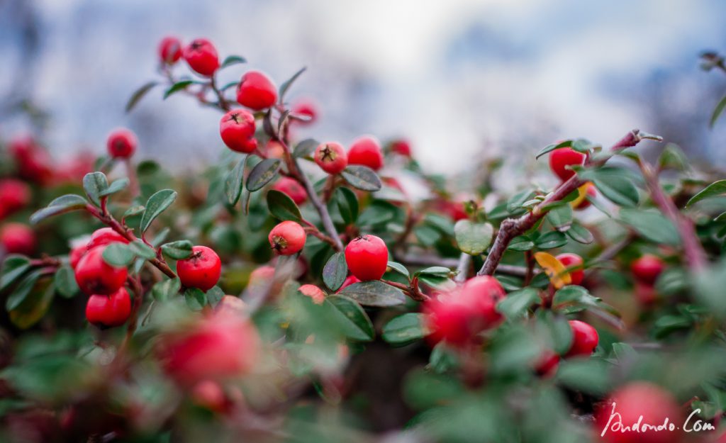 Bunte Beeren im Winter