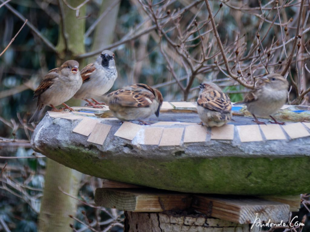 Spatzen am Vogelbad