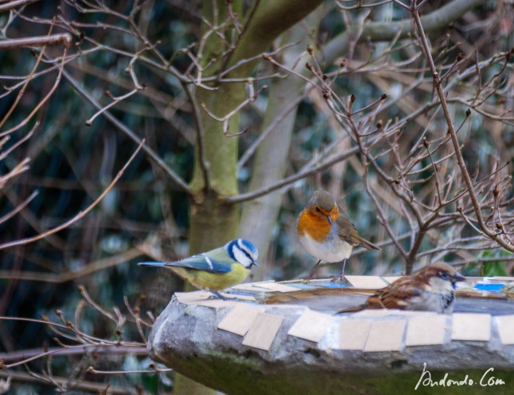 Vögel am Vogelbad