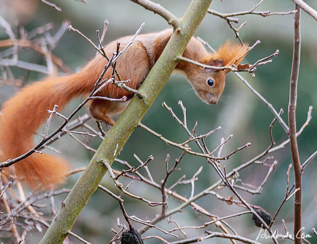 Eichhörnchen