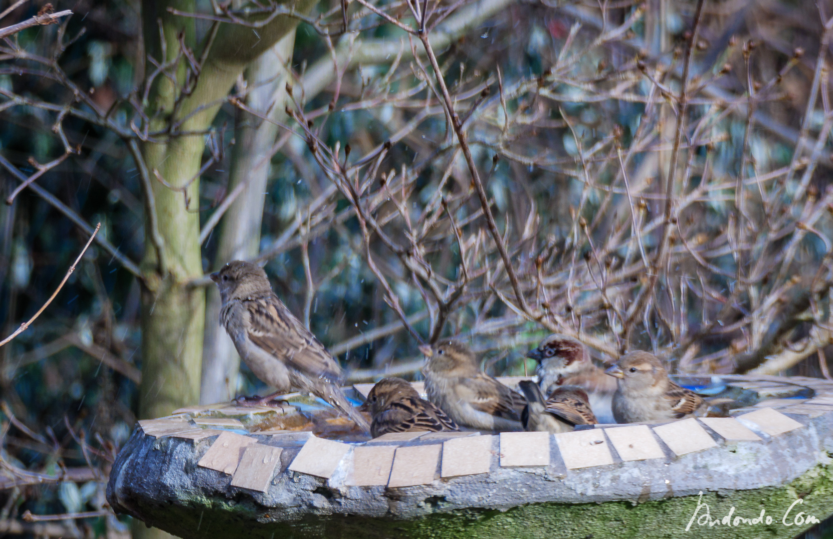 Spatzen am Vogelbad
