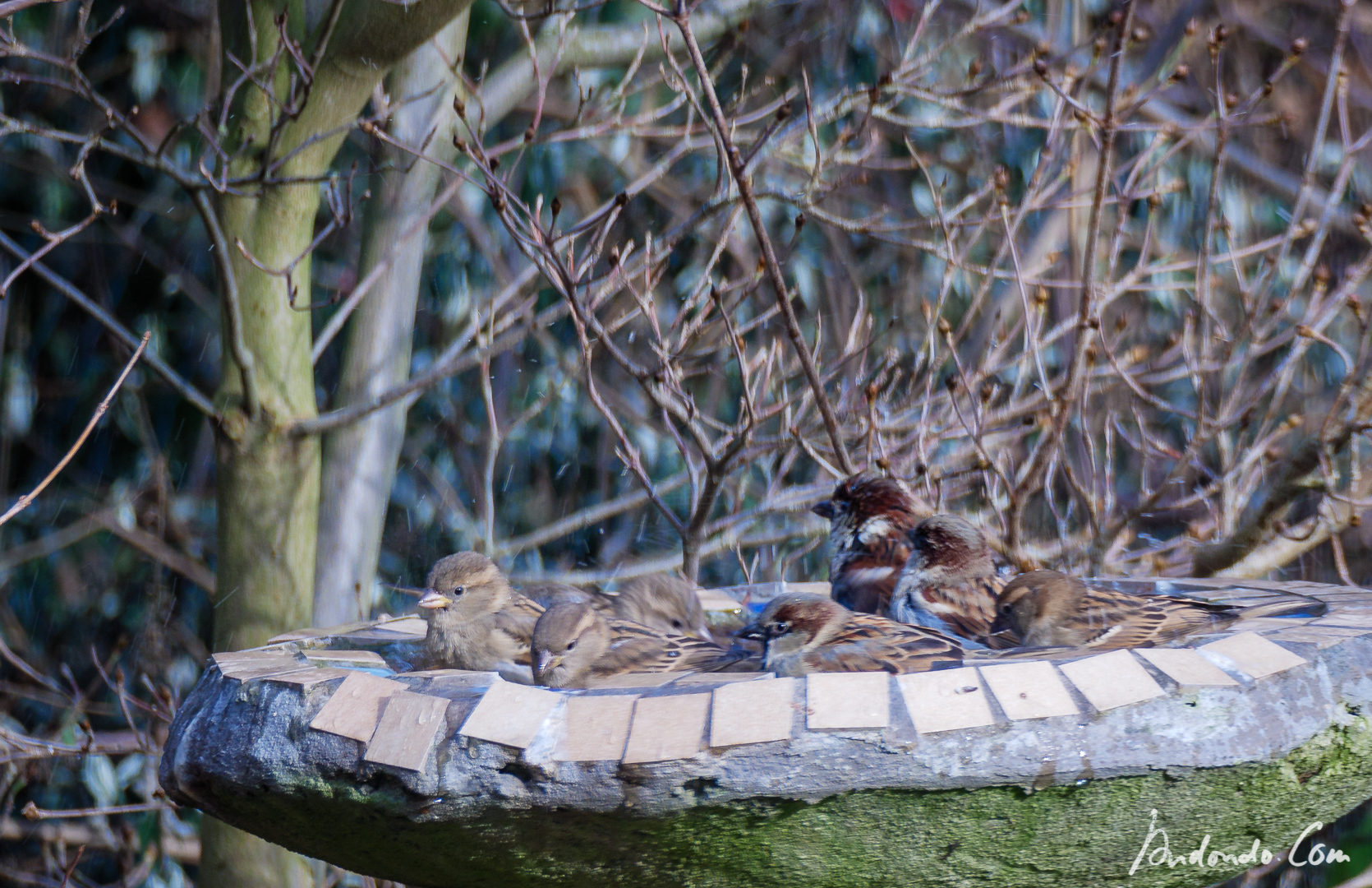 Spatzen am Vogelbad