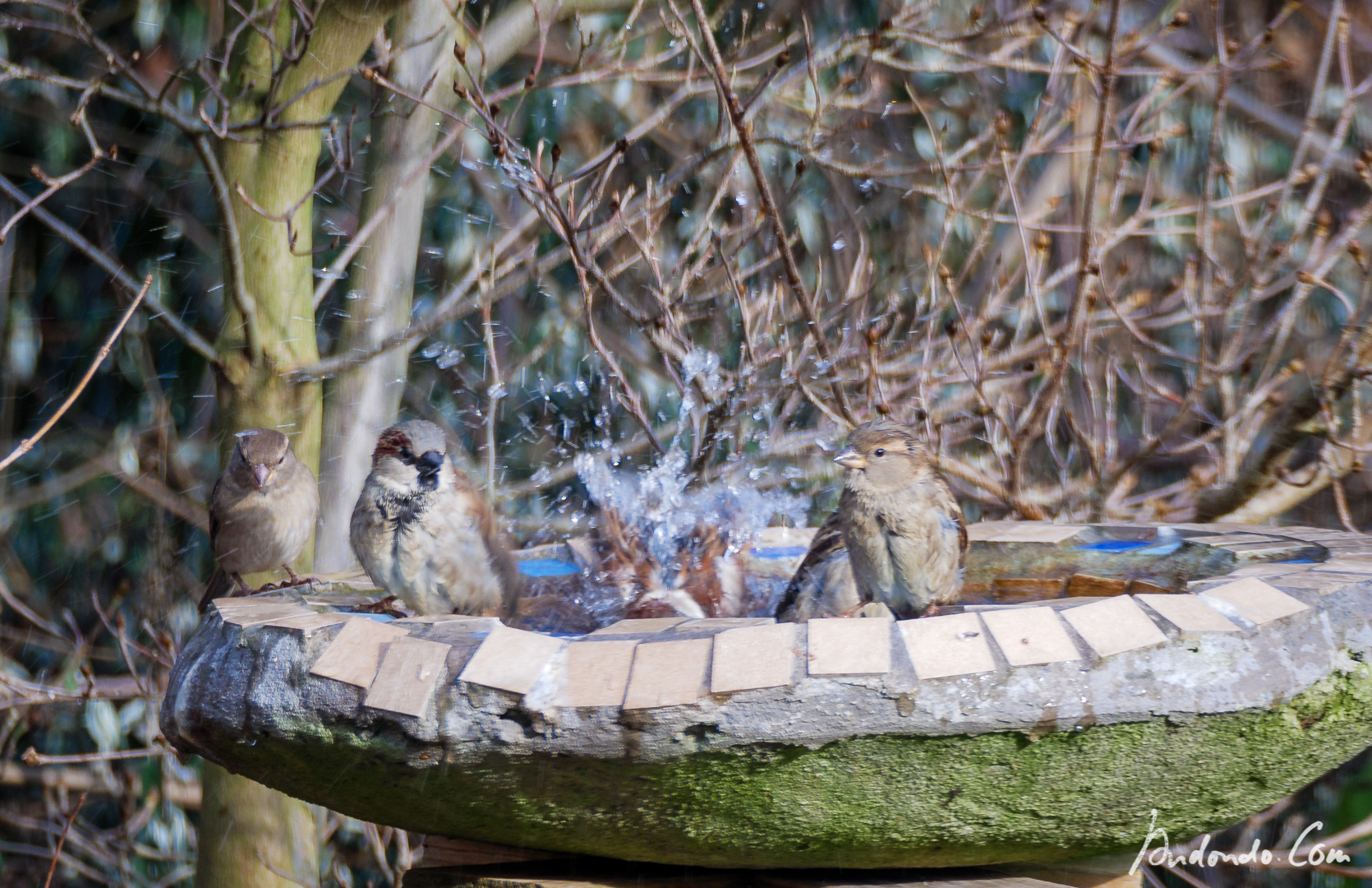 Spatzen am Vogelbad