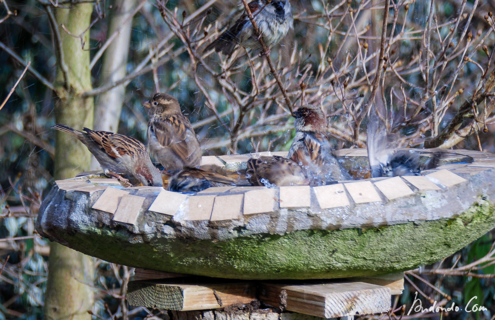 Spatzen am Vogelbad