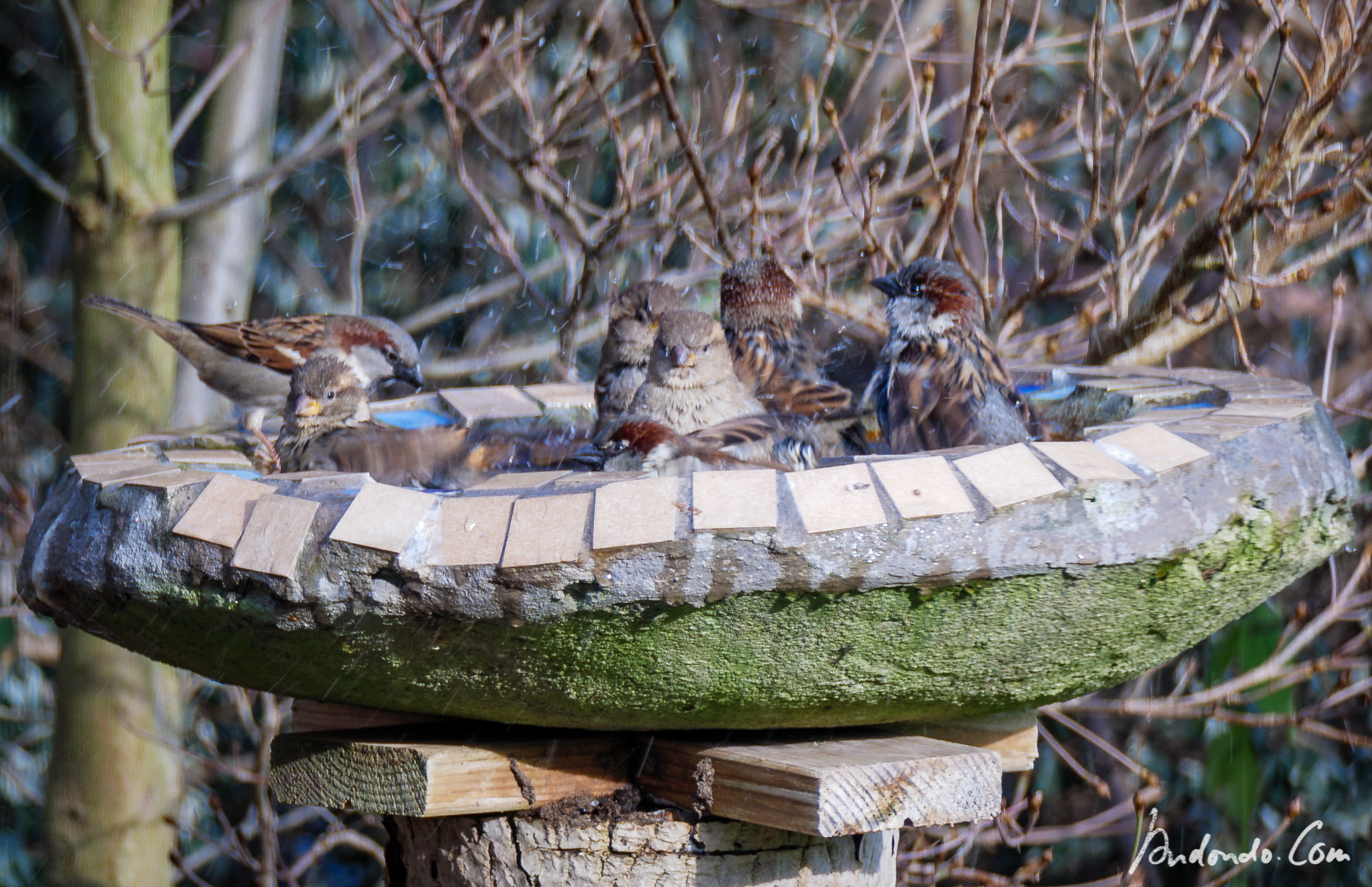 Spatzen am Vogelbad