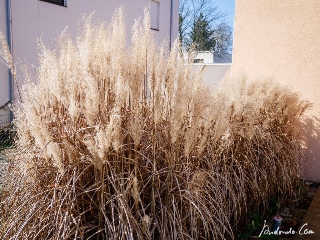 Schilf im Garten