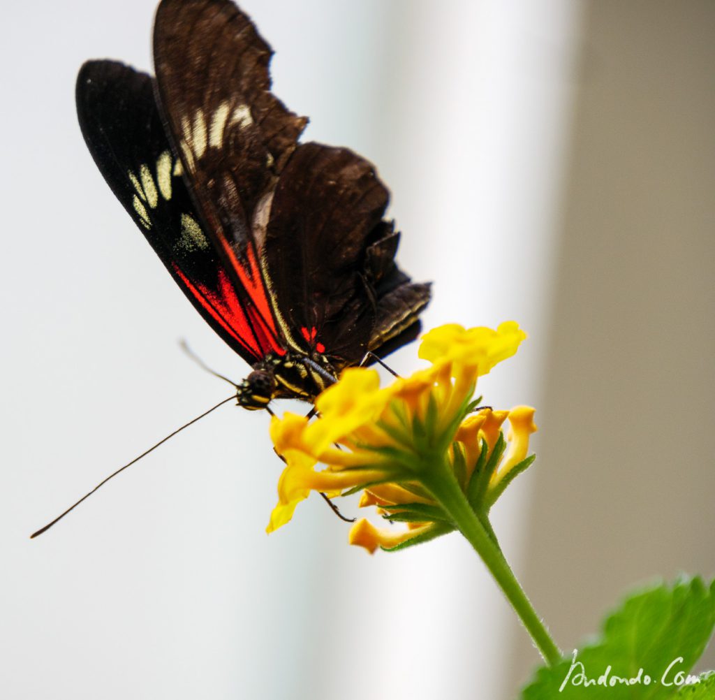 Schmetterling im Schmetterlingshaus