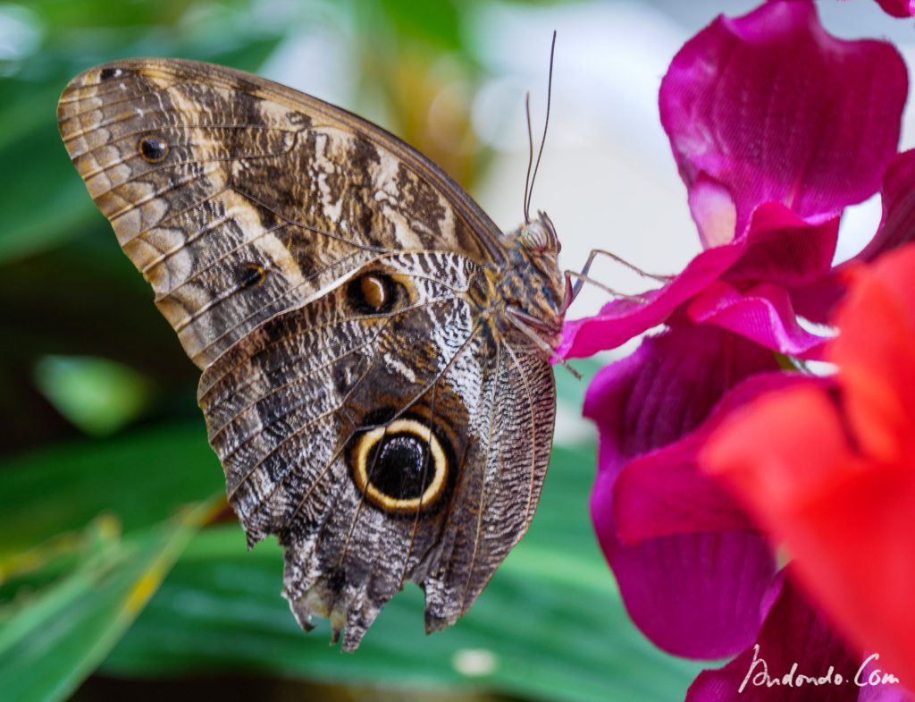 Schmetterling im Schmetterlingshaus