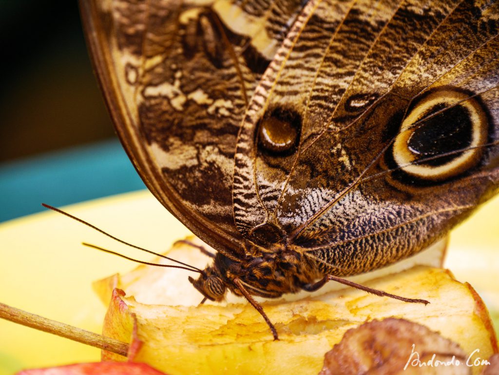 Schmetterling im Schmetterlingshaus