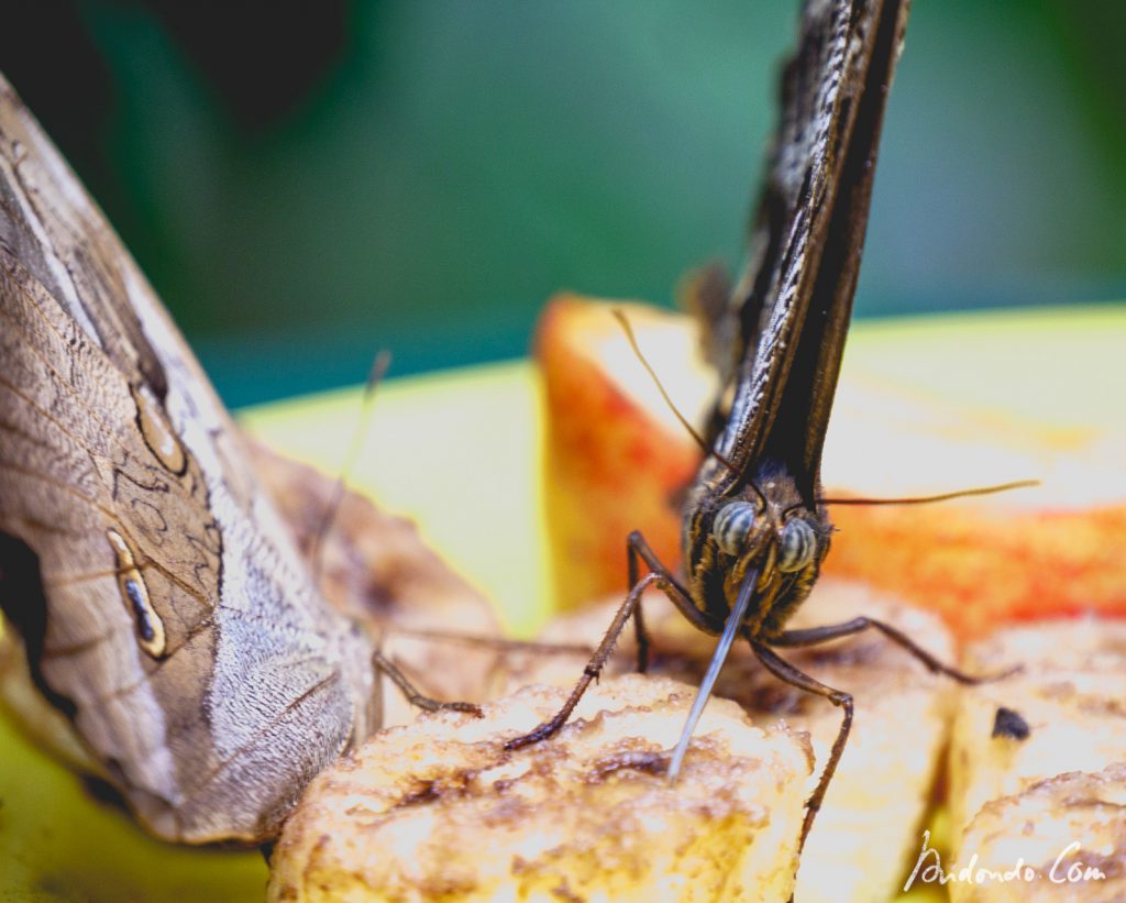 Schmetterling im Schmetterlingshaus