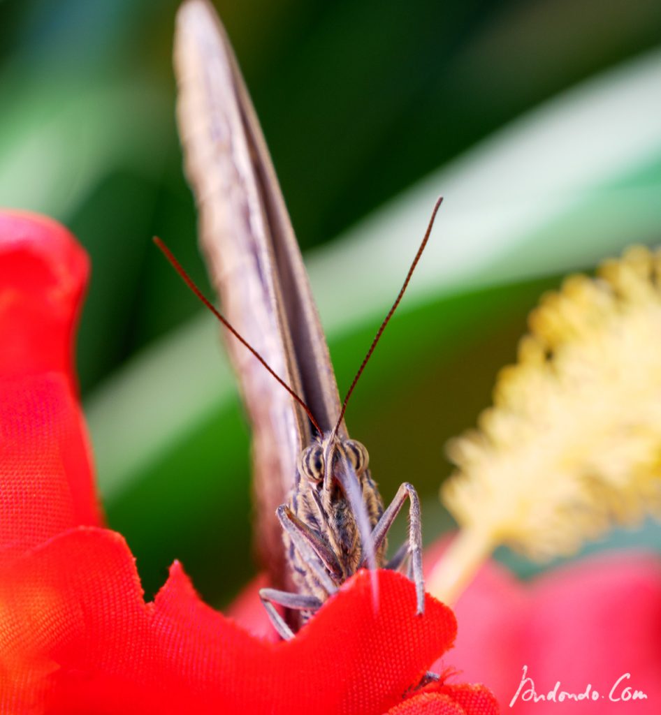 Schmetterling im SchmetterlingshausSchmetterling im Schmetterlingshaus