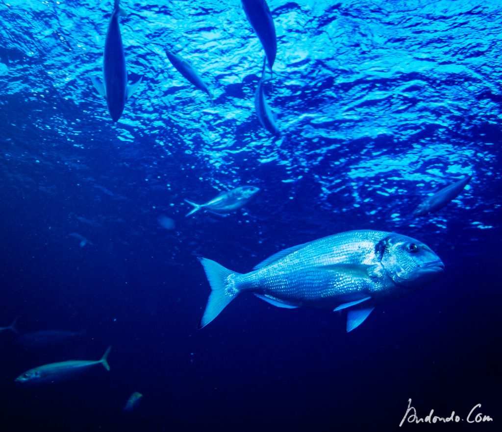 Fische im Haus des Meeres