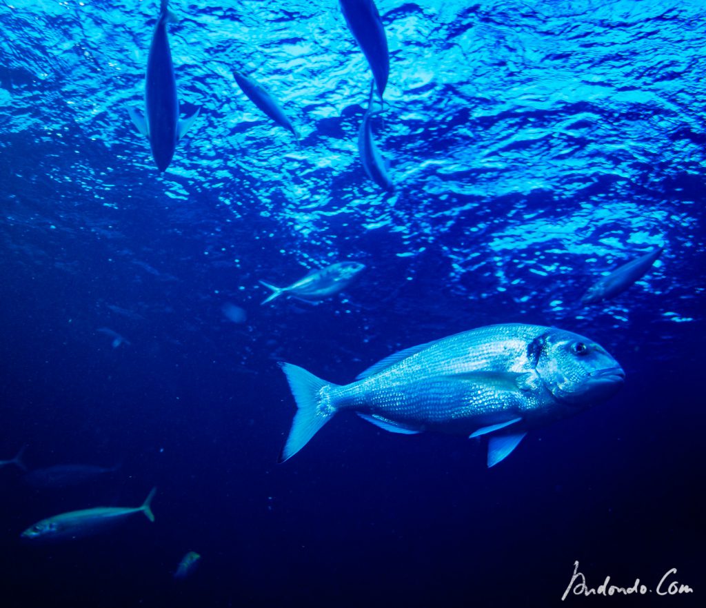 Fische  im Haus des Meeres