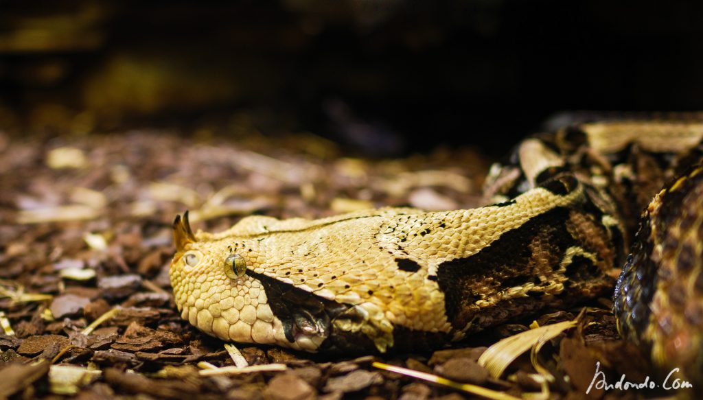 Hornviper