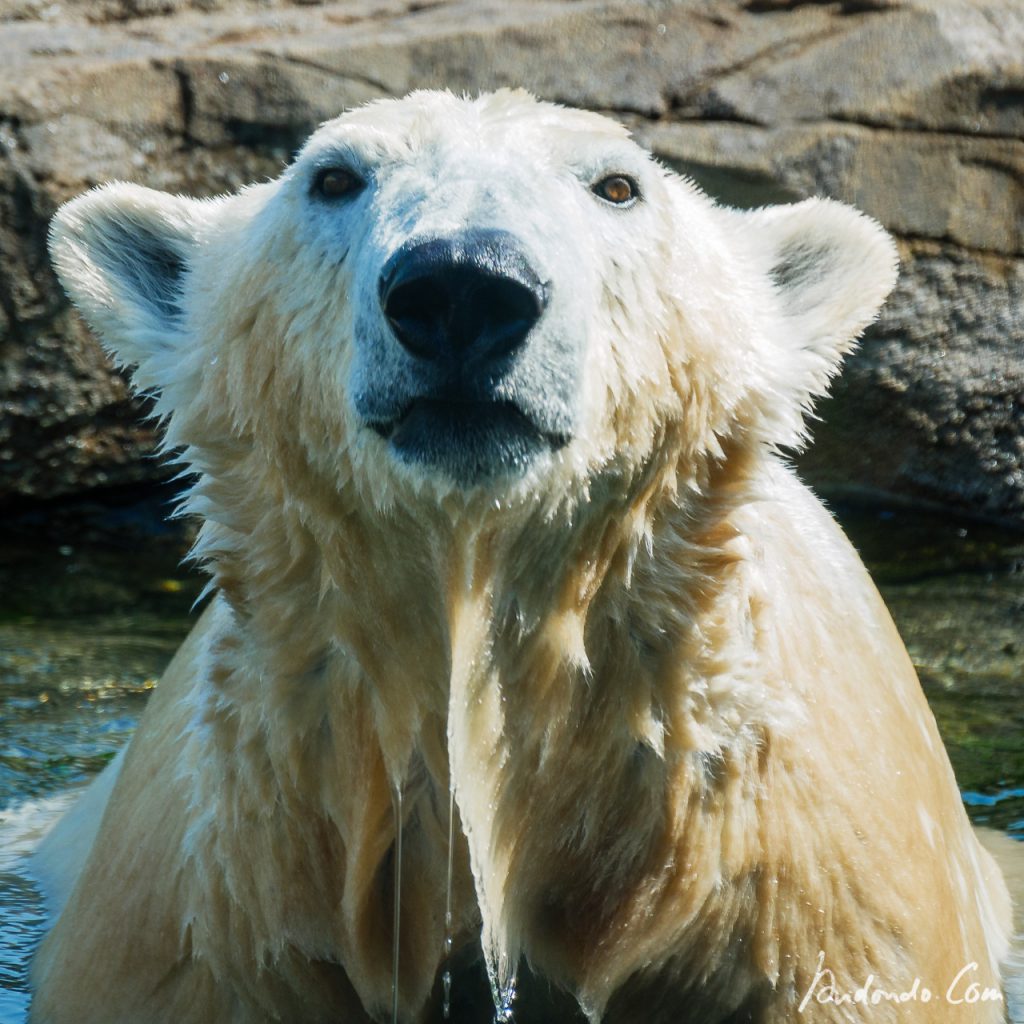 Eisbär