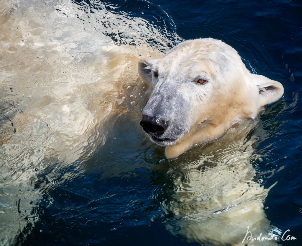 Eisbär