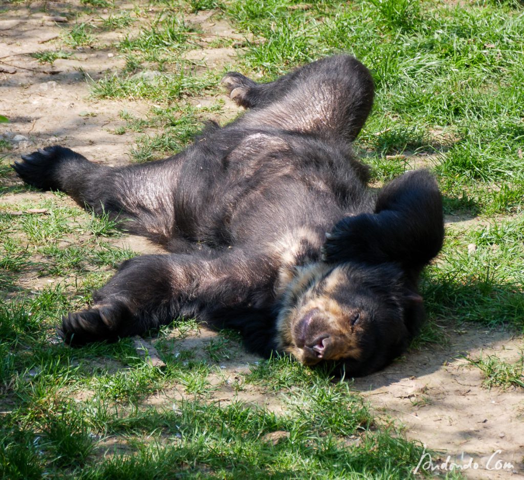 Kragenbär fühlt sich wohl