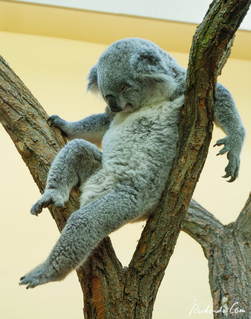 Schlafender Koala