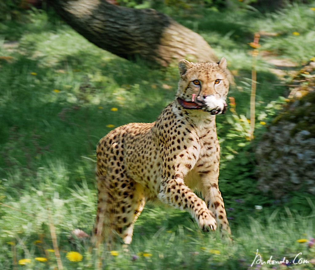 Leopard mit Futter