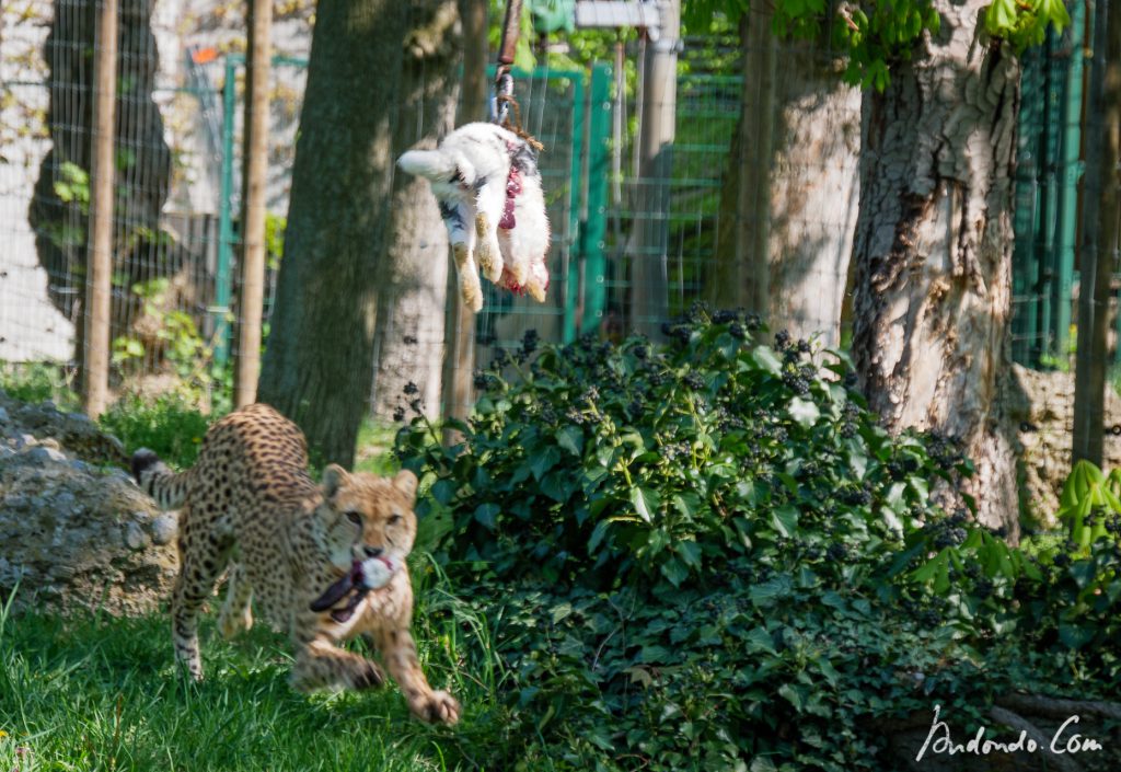 Leopardenfütterung