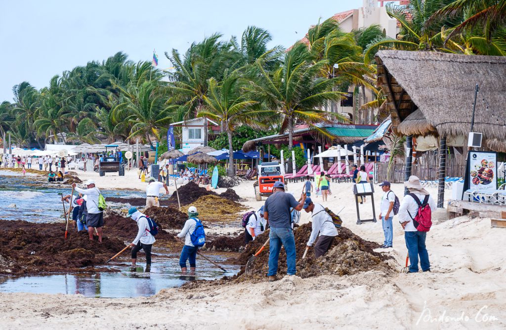 Seegras vom Strand entfernen