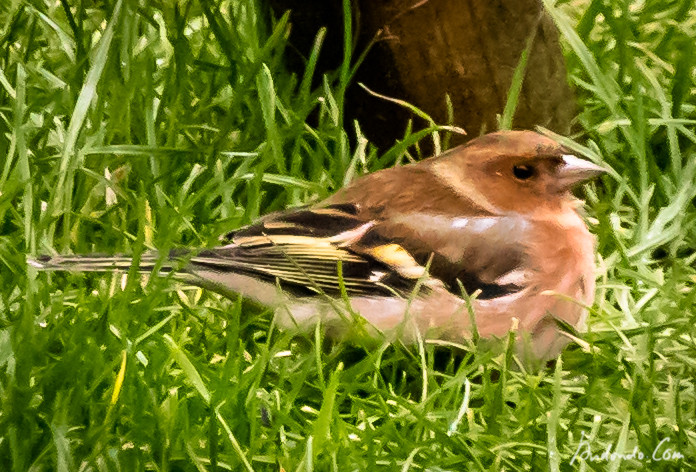 Buchfink Weibchen