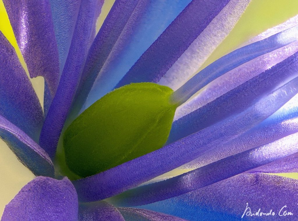 Camassia leichtlinii