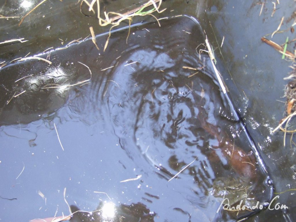 Frösche im Teich