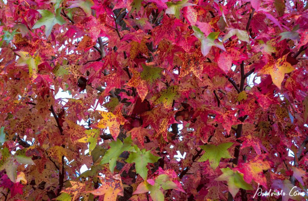 Herbstfarben - Amberbaum
